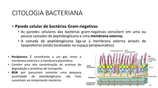 CITOLOGIA BACTERIANA
• Parede celular de bactérias Gram-negativas
• As paredes celulares das bactérias gram-negativas consistem em uma ou
poucas camadas de peptideoglicano e uma membrana externa;
• A camada de peptideoglicano liga-se a membrana externa através de
lipoproteínas (estão localizadas no espaço periplasmático).
• Periplasma: É semelhante a um gel, entre a
membrana externa e a membrana plasmática.
• Contém uma alta concentração de enzimas de
degradação e proteínas de transporte.
• BGN por possuírem somente uma pequena
quantidade de peptideoglicano, são mais
suscetíveis ao rompimento mecânico
 