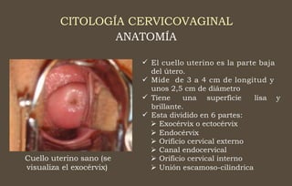 CITOLOGÍA CERVICOVAGINAL
ANATOMÍA
 El cuello uterino es la parte baja
del útero.
Mide de 3 a 4 cm de longitud y
unos 2,5 cm de diámetro

 Tiene una superficie lisa y
brillante.
Esta dividido en 6 partes:
 Exocérvix o ectocérvix
 Endocérvix
 Orificio cervical externo
 Canal endocervical
 Orificio cervical interno
 Unión escamoso-cilíndrica

Cuello uterino sano (se
visualiza el exocérvix)
 
