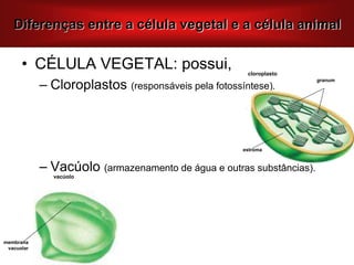 • CÉLULA VEGETAL: possui,
– Cloroplastos (responsáveis pela fotossíntese).
– Vacúolo (armazenamento de água e outras substâncias).
Diferenças entre a célula vegetal e a célula animal
estroma
cloroplasto
granum
vacúolo
membrana
vacuolar
 
