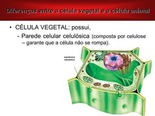 • CÉLULA VEGETAL: possui,
- Parede celular celulósica (composta por celulose
– garante que a célula não se rompa).
membrana
celulósica
Diferenças entre a célula vegetal e a célula animal
 