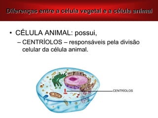 • CÉLULA ANIMAL: possui,
– CENTRÍOLOS – responsáveis pela divisão
celular da célula animal.
Diferenças entre a célula vegetal e a célula animal
CENTRÍOLOS
 