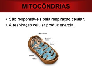 MITOCÔNDRIAS
• São responsáveis pela respiração celular.
• A respiração celular produz energia.
 