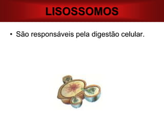 LISOSSOMOS
• São responsáveis pela digestão celular.
 