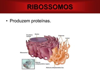 RIBOSSOMOS
• Produzem proteínas.
 