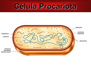 polissomo
membrana
plasmática
ribossomos
hialoplasma
cromatina
membrana
esquelética
(parede celular)
Célula Procariota
 