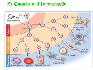 2) Quanto a diferenciação
 