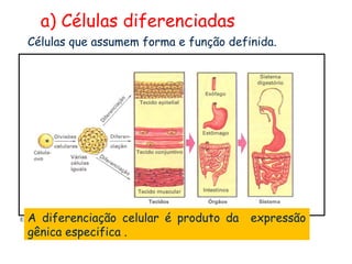 a) Células diferenciadas
  Células que assumem forma e função definida.




  A diferenciação celular é produto da
Esquema da diferenciação celular e da organização dos tecidos em órgãos e destes sistemas.   expressão
  gênica especifica .
 