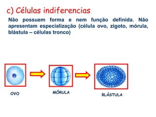 c) Células indiferencias
Não possuem forma e nem função definida. Não
apresentam especialização (célula ovo, zigoto, mórula,
blástula – células tronco)




 OVO             MÓRULA
                                    BLÁSTULA
 