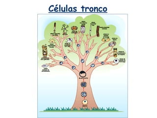 Células tronco
 