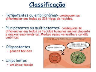 Classificação
• Totipotentes ou embrionárias- conseguem se
  diferenciar em todos os 216 tipos de tecidos.

• Pluripotentes ou multipotentes- conseguem se
  diferenciar em todos os tecidos humanos menos placenta
  e anexos embrionários. Medula óssea vermelha e cordão
  umbilical.


• Oligopotentes
  – poucos tecidos


• Unipotentes
  – um único tecido
 