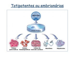 Totipotentes ou embrionárias
 