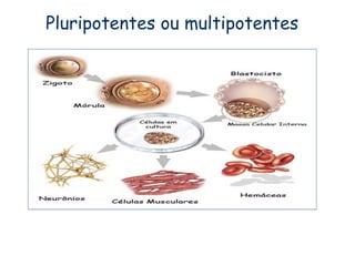 Pluripotentes ou multipotentes
 