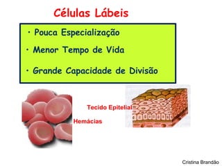 Células Lábeis
• Pouca Especialização

• Menor Tempo de Vida

• Grande Capacidade de Divisão



              Tecido Epitelial

          Hemácias




                                 Cristina Brandão
 