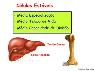 Células Estáveis
• Média Especialização
• Médio Tempo de Vida
• Média Capacidade de Divisão



                     Tecido Ósseo


        Tecido Hepático




                                    Cristina Brandão
 