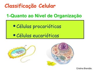 Classificação Celular
1-Quanto ao Nível de Organização

   Células   procarióticas
   Células   eucarióticas




                              Cristina Brandão
 