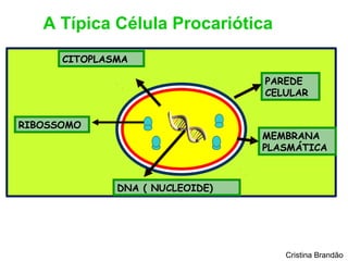 A Típica Célula Procariótica
      CITOPLASMA

                                 PAREDE
                                 CELULAR


RIBOSSOMO
                                 MEMBRANA
                                 PLASMÁTICA



              DNA ( NUCLEOIDE)




                                    Cristina Brandão
 