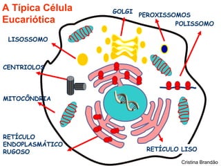 A Típica Célula   GOLGI
                          PEROXISSOMOS
Eucariótica                        POLISSOMO

 LISOSSOMO



CENTRIOLOS




MITOCÔNDRIA




RETÍCULO
ENDOPLASMÁTICO
RUGOSO                     RETÍCULO LISO

                                    Cristina Brandão
 
