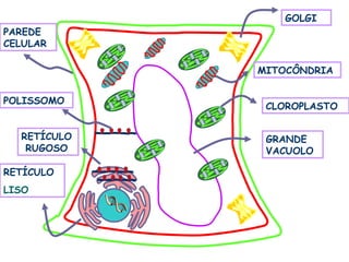GOLGI
PAREDE
CELULAR

             MITOCÔNDRIA


POLISSOMO
              CLOROPLASTO


  RETÍCULO    GRANDE
   RUGOSO     VACUOLO

RETÍCULO
LISO
 