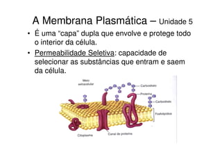 A Membrana Plasmática – Unidade 5
• É uma “capa” dupla que envolve e protege todo
  o interior da célula.
• Permeabilidade Seletiva: capacidade de
  selecionar as substâncias que entram e saem
  da célula.
 