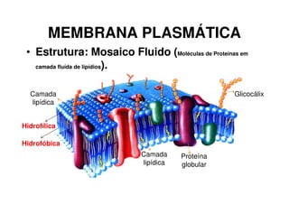 MEMBRANA PLASMÁTICA
 • Estrutura: Mosaico Fluido (Moléculas de Proteínas em
   camada fluída de lipídios).




  Camada                                           Glicocálix
  lipídica


Hidrofílica

Hidrofóbica
                            Camada     Proteína
                            lipídica   globular
 