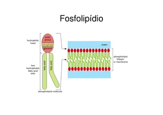 Fosfolipídio
 