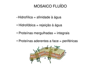 MOSAICO FLUÍDO

• Hidrofílica   = afinidade à água

• Hidrofóbica = rejeição à água

• Proteínas mergulhadas = integrais

• Proteínas aderentes a face = periféricas
 