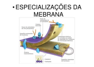 • ESPECIALIZAÇÕES DA
      MEBRANA
 