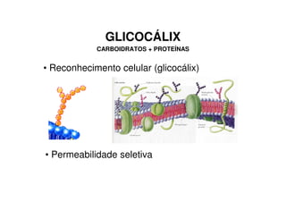 GLICOCÁLIX
            CARBOIDRATOS + PROTEÍNAS


• Reconhecimento celular (glicocálix)




• Permeabilidade seletiva
 