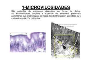 1-MICROVILOSIDADES
São projeções da membrana plasmática em forma de dedos.
As microvilosidades ampliam a superfície da membrana plasmática
aumentando sua eficiência para as trocas de substâncias com a cavidade ou o
meio extracelular. Ex: Nutrientes
 