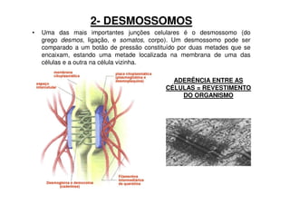 2- DESMOSSOMOS
•   Uma das mais importantes junções celulares é o desmossomo (do
    grego desmos, ligação, e somatos, corpo). Um desmossomo pode ser
    comparado a um botão de pressão constituído por duas metades que se
    encaixam, estando uma metade localizada na membrana de uma das
    células e a outra na célula vizinha.

                                             ADERÊNCIA ENTRE AS
                                           CÉLULAS = REVESTIMENTO
                                               DO ORGANISMO
 