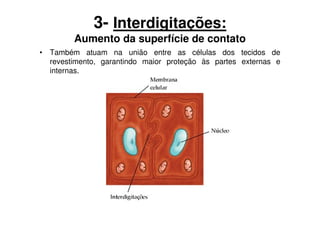 3- Interdigitações:
        Aumento da superfície de contato
• Também atuam na união entre as células dos tecidos de
  revestimento, garantindo maior proteção às partes externas e
  internas.
 