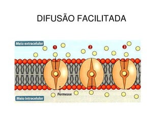 DIFUSÃO FACILITADA
 