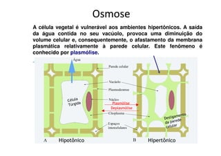 Osmose
A célula vegetal é vulnerável aos ambientes hipertônicos. A saída
da água contida no seu vacúolo, provoca uma diminuição do
volume celular e, consequentemente, o afastamento da membrana
plasmática relativamente à parede celular. Este fenômeno é
conhecido por plasmólise.




                              Plasmólise
                             Deplasmólise




         Hipotônico                         Hipertônico
 