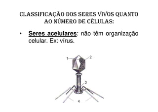 AO NÚMERO DE CÉLULAS:
•   Seres acelulares: não têm organização
    celular. Ex: vírus.
 