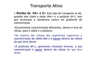 Transporte Ativo
• Bomba de NA+ e K+ Este tipo de transporte se dá,
quando íons como o sódio (Na+) e o potássio (K+), tem
que atravessar a membrana contra um gradiente de
concentração.
•Encontramos concentrações diferentes, dentro e fora da
célula, para o sódio e o potássio.
•Na maioria das células dos organismos superiores a
concentração do sódio (Na+) é menor dentro da célula
do que fora desta.
•O potássio (K+), apresenta situação inversa, a sua
concentração é maior dentro da célula do que fora
desta.
 