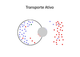 Transporte Ativo
 