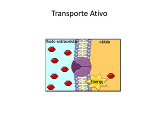 Transporte Ativo
 