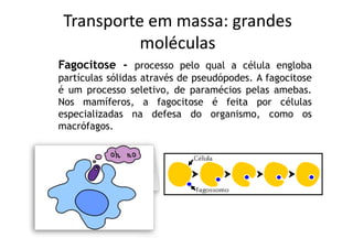 Transporte em massa: grandes
           moléculas
Fagocitose - processo pelo qual a célula engloba
partículas sólidas através de pseudópodes. A fagocitose
é um processo seletivo, de paramécios pelas amebas.
Nos mamíferos, a fagocitose é feita por células
especializadas na defesa do organismo, como os
macrófagos.
 