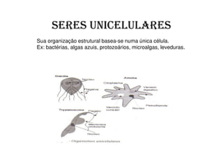 Sua organização estrutural basea-se numa única célula.
Ex: bactérias, algas azuis, protozoários, microalgas, leveduras.
 