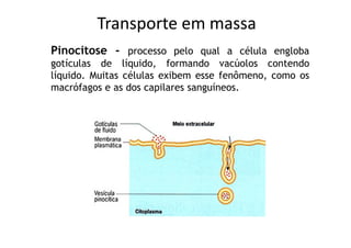 Transporte em massa
Pinocitose - processo pelo qual a célula engloba
gotículas de líquido, formando vacúolos contendo
líquido. Muitas células exibem esse fenômeno, como os
macrófagos e as dos capilares sanguíneos.
 