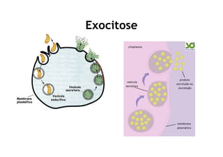 Exocitose
 