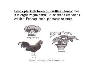 • Seres pluricelulares ou multicelulares: têm
  sua organização estrutural baseada em varias
  células. Ex: cogumelo, plantas e animais.
 