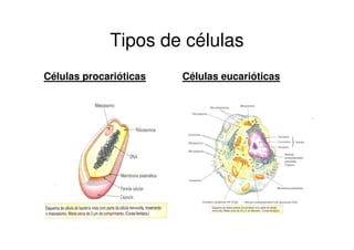 Tipos de células
Células procarióticas   Células eucarióticas
 