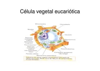 Célula vegetal eucariótica
 