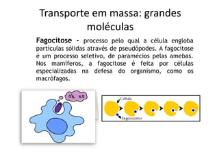 Transporte em massa
Pinocitose - processo pelo qual a célula engloba
gotículas de líquido, formando vacúolos contendo
líqu...