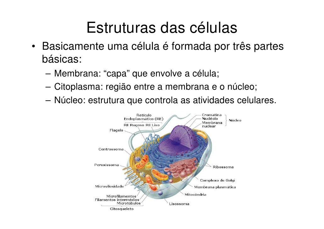 Todas As Células São Formadas Basicamente Por