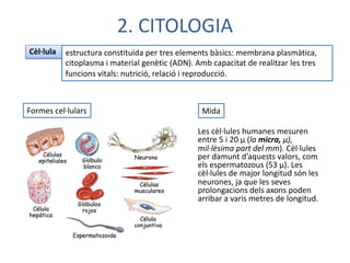 2. CITOLOGIA
Cèl·lula estructura constituïda per tres elements bàsics: membrana plasmàtica,
citoplasma i material genètic (ADN). Amb capacitat de realitzar les tres
funcions vitals: nutrició, relació i reproducció.
Formes cel·lulars Mida
Les cèl·lules humanes mesuren
entre 5 i 20 μ (la micra, μ),
mil·lèsima part del mm). Cèl·lules
per damunt d’aquests valors, com
els espermatozous (53 μ). Les
cèl·lules de major longitud són les
neurones, ja que les seves
prolongacions dels axons poden
arribar a varis metres de longitud.
 