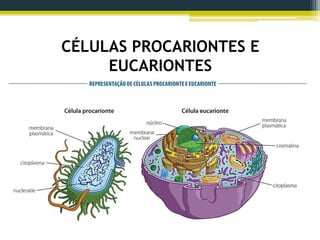 CÉLULAS PROCARIONTES E
EUCARIONTES
 