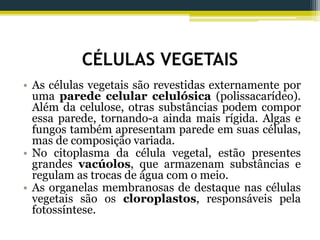CÉLULAS VEGETAIS
• As células vegetais são revestidas externamente por
uma parede celular celulósica (polissacarídeo).
Além da celulose, otras substâncias podem compor
essa parede, tornando-a ainda mais rígida. Algas e
fungos também apresentam parede em suas células,
mas de composição variada.
• No citoplasma da célula vegetal, estão presentes
grandes vacúolos, que armazenam substâncias e
regulam as trocas de água com o meio.
• As organelas membranosas de destaque nas células
vegetais são os cloroplastos, responsáveis pela
fotossíntese.
 