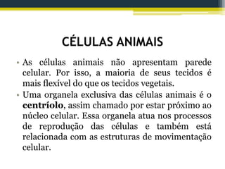 CÉLULAS ANIMAIS
• As células animais não apresentam parede
celular. Por isso, a maioria de seus tecidos é
mais flexível do que os tecidos vegetais.
• Uma organela exclusiva das células animais é o
centríolo, assim chamado por estar próximo ao
núcleo celular. Essa organela atua nos processos
de reprodução das células e também está
relacionada com as estruturas de movimentação
celular.
 
